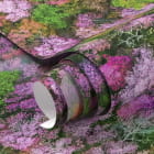 Miniatura fototapety Kwiat japońskiej sakury fragment #1