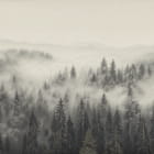 Miniatura fototapety Las sosnowy we mgle