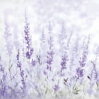 Miniatura fototapety Piękne lawendowe kwiaty