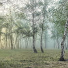 Miniatura fototapety Tajemniczy las brzozowy