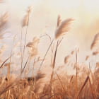 Miniatura fototapety Słoneczne kłoski