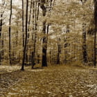 Miniatura fototapety Jesienna panorama