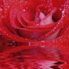 Miniatura fototapety Czerwona róża w wodzie