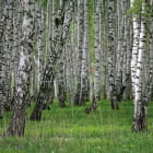 Miniatura fototapety Gęsty las brzozowy