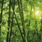 Miniatura fototapety Rano w bambusowym lesie