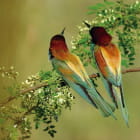 Miniatura fototapety Ptaki leśne