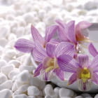 Miniatura fototapety Orchidee i białe kamienie