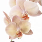 Miniatura fototapety Kremowa orchidea