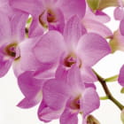 Miniatura fototapety Kwiaty orchidei