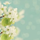 Miniatura fototapety Kwitnąca wiosną jabłoń