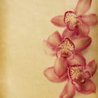 Miniatura fototapety Delikatne kwiaty orchidei