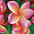 Miniatura fototapety Kwitnąca plumeria