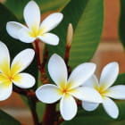 Miniatura fototapety Plumeria