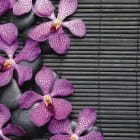 Miniatura fototapety Dzika orchidea i kamienie