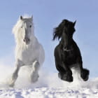 Miniatura fototapety Czarno-biały koń