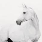Miniatura fototapety Piękny koń