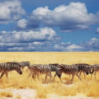 Miniatura fototapety Afrykańskie zebry
