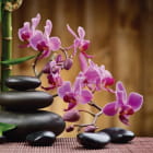 Miniatura fototapety Fioletowa orchidea i bambus