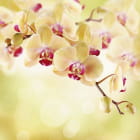 Miniatura fototapety Herbaciana orchidea