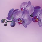 Miniatura fototapety Fioletowa orchidea