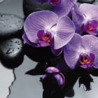 Miniatura fototapety Orchidea w wodzie